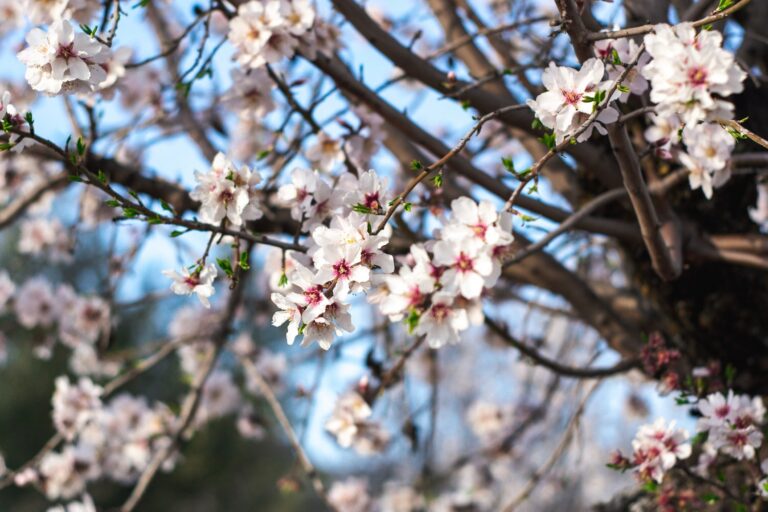 Almond tree in blossom ICEJ