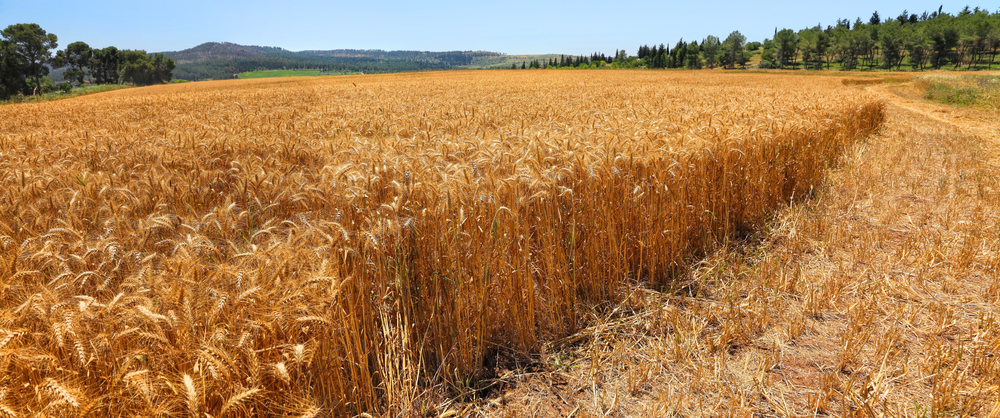 Ripe,Wheat,Field.,Harvest,Gathering,On,Countryside,On,Sunny,Day. ICEJ