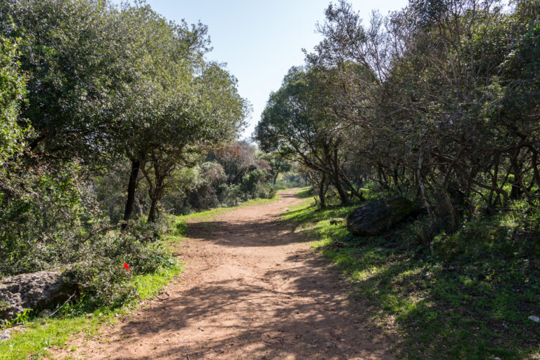 Alonei Abba Nature Reserve At Spring Israel 2023 ICEJ Lessons from the oak tree Biblical teachings