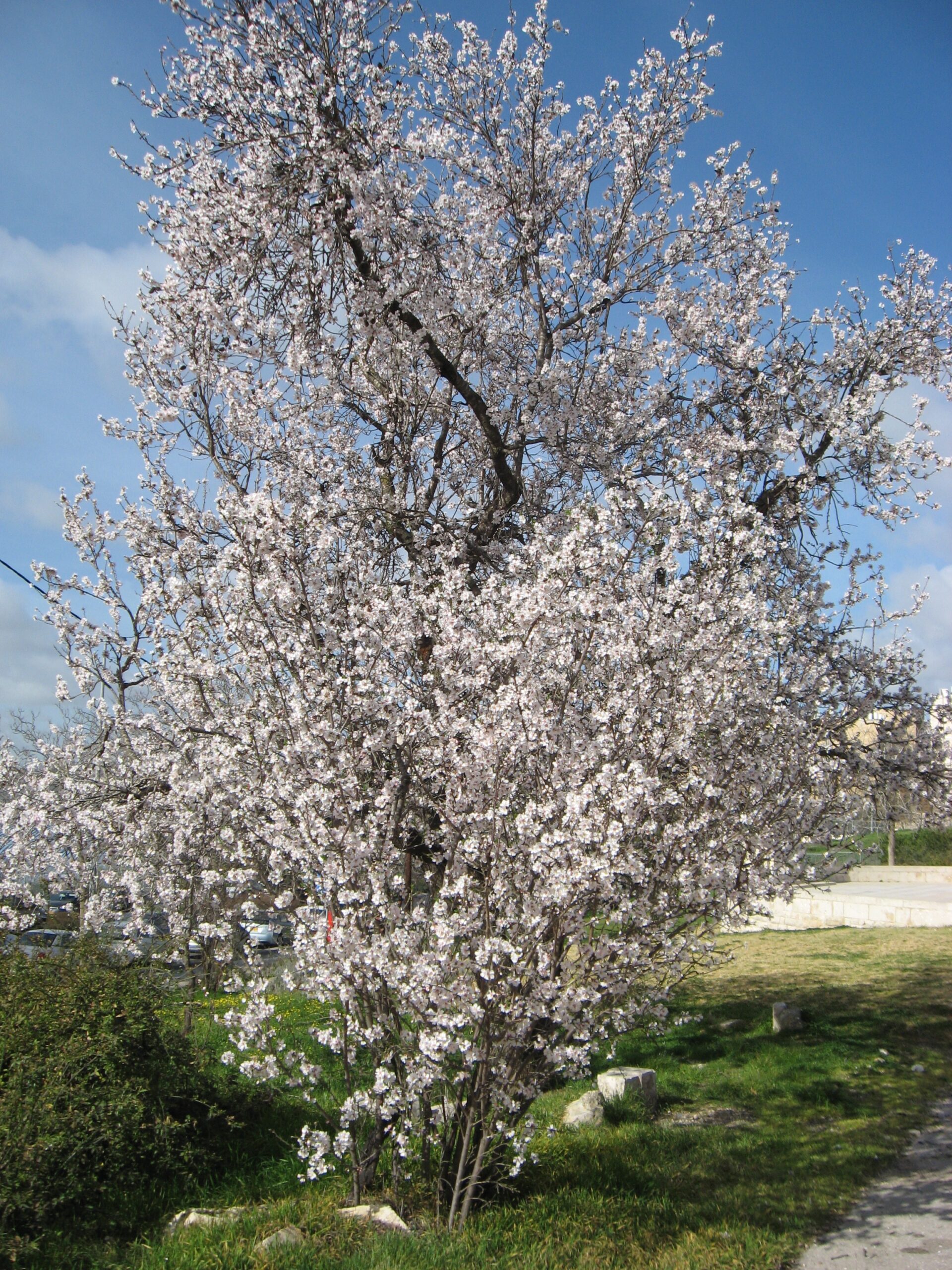 Almond Tree at Mount Scopus Lampstands for Hanukkah