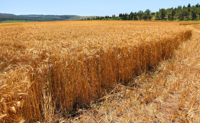 Ripe wheat and barley field in harvest season