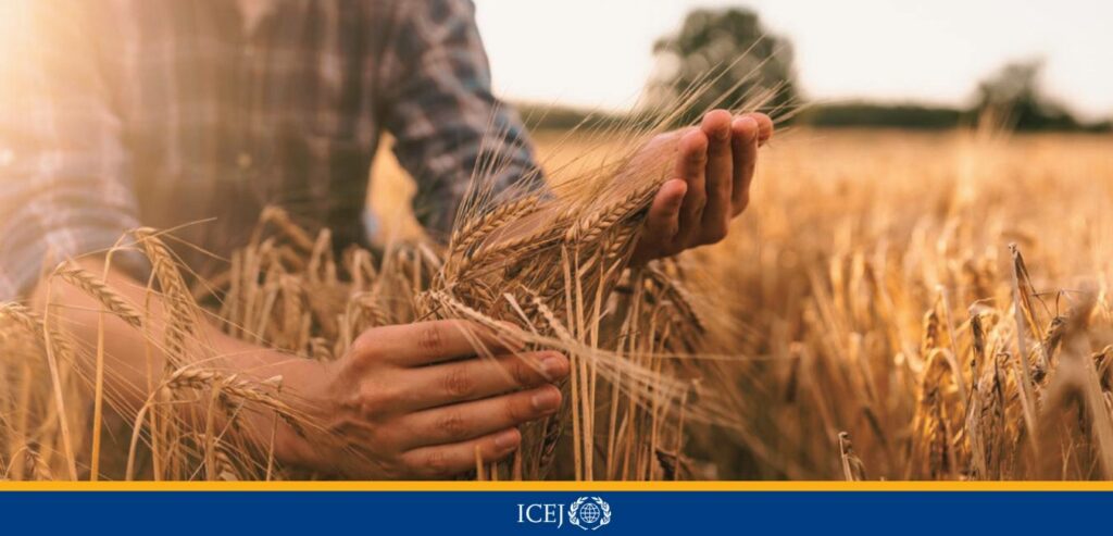 always looking forward to barley harvest at Shavuot - ICEJ logo