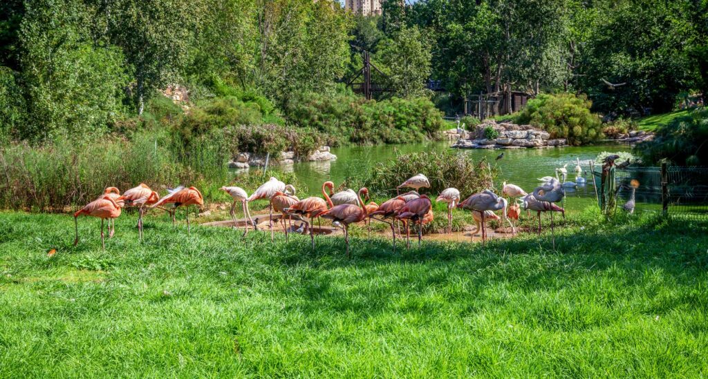 Biblical Jerusalem Zoo Tourism