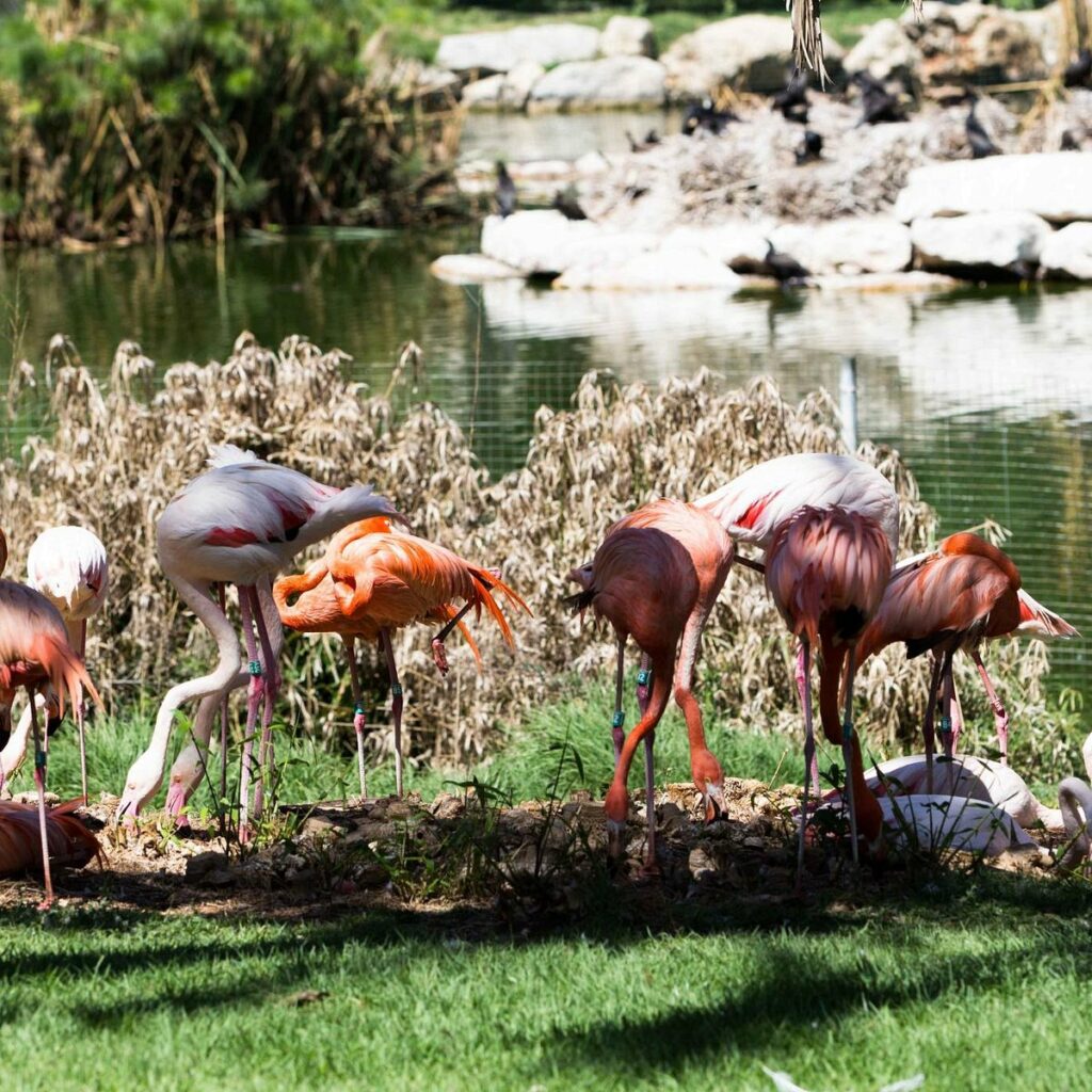 Wildlife at the Biblical Jerusalem zoo