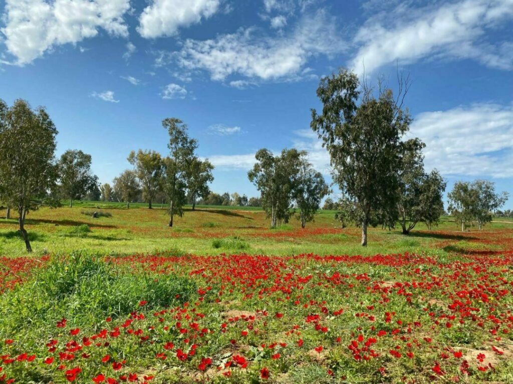 Restoring beauty back to Israel through Nature Parks Projects