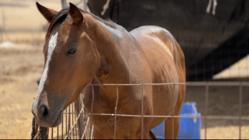 The horse that escaped from Gaza and found refuge at Lahav Farm.