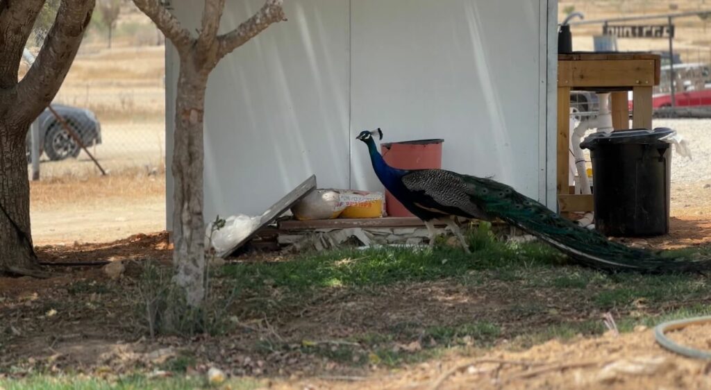 Peacock Walking Freely Around The Farmland