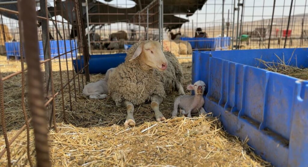 Dosile Animals Can Be Found All Across The Israeli Farms To Promote and Assist The Therapy Programs