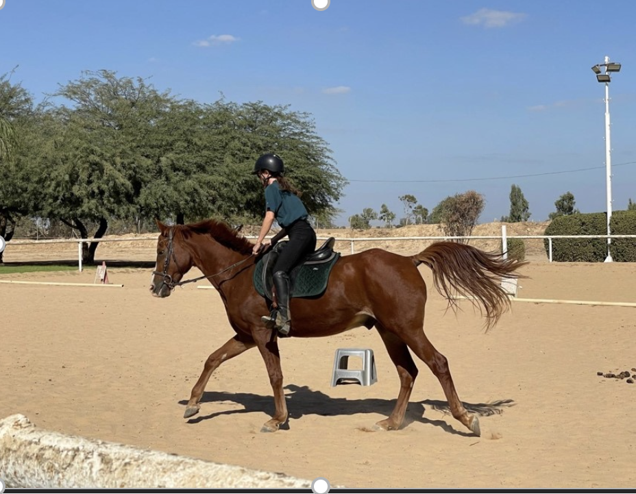 Trauma relief horse donated to Israel by ICEJ Australia