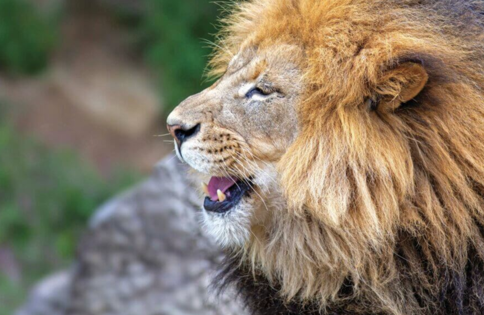 Lion Roars